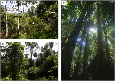 Extreme and Highly Heterogeneous Microclimates in Selectively Logged Tropical Forests